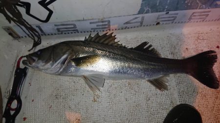 大潮　シーバス&マゴチ