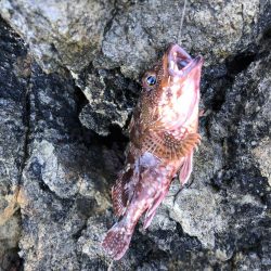 アオリイカと根魚三昧