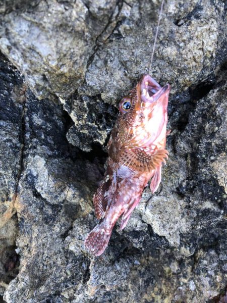 アオリイカと根魚三昧