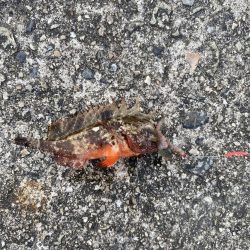 夕まずめから夜にかけてアナゴの投げ釣りをしてみた