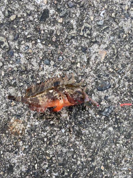 夕まずめから夜にかけてアナゴの投げ釣りをしてみた