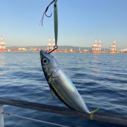 状況変わらず。朝イチ鯖高活性のみ。。