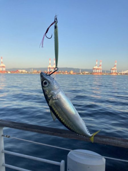 状況変わらず。朝イチ鯖高活性のみ。。