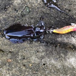 アオリイカエギング　ランガン