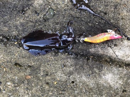 アオリイカエギング　ランガン