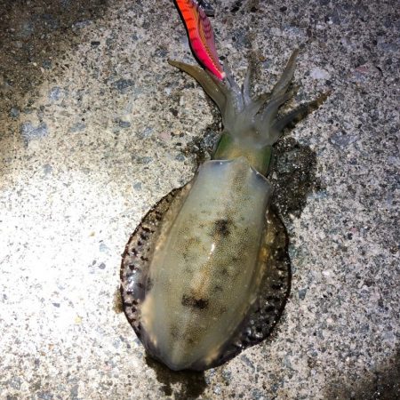 2021 佐渡ヶ島エギング