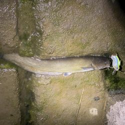 今日は釣れました！！