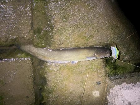 今日は釣れました！！