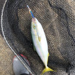 2021 佐渡ヶ島エギング 30回目