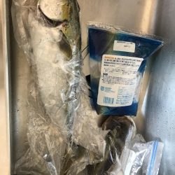 泉佐野でハマチ大(ほぼメジロ)