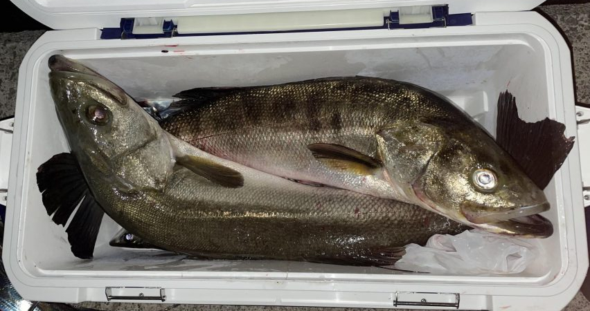 釣れてくれてありがとう