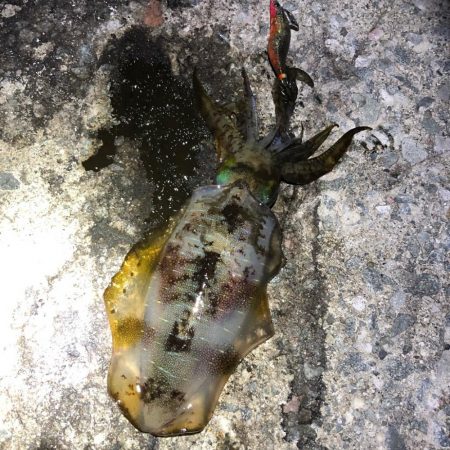 2021 佐渡ヶ島 エギング 24回目