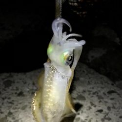 短時間エギング