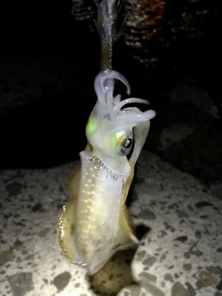 短時間エギング