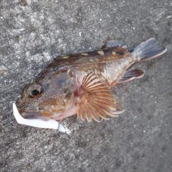 ライトワインドパラダイス！