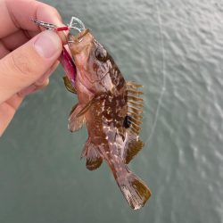 サゴシとアオリイカ