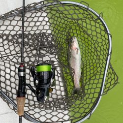 大阪でエリアトラウト