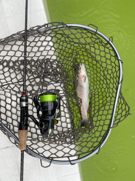 大阪でエリアトラウト