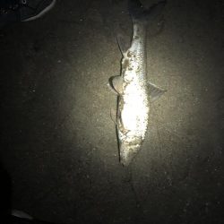 5目釣り…達成?