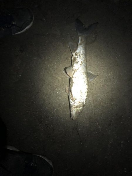 5目釣り…達成?