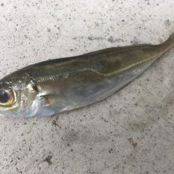 尺寸前トラフグ