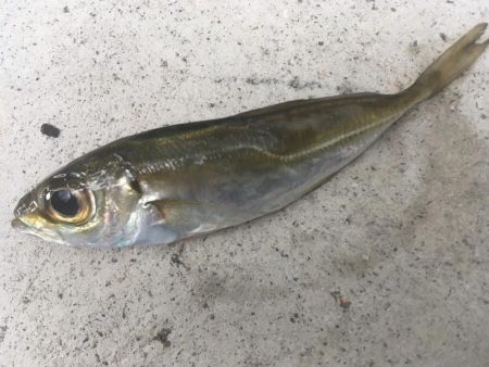 尺寸前トラフグ