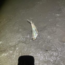 久々の橋脚明暗