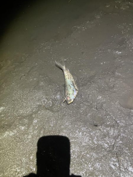 久々の橋脚明暗