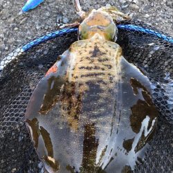 アオリ&タチウオ