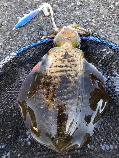 アオリ&タチウオ