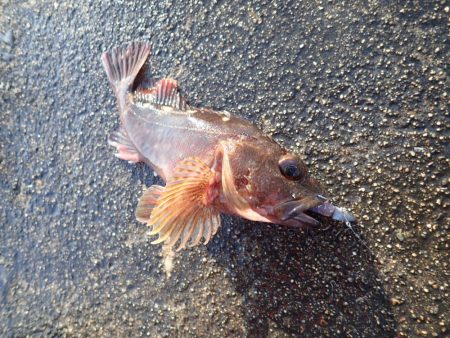 大切なポイント選び！