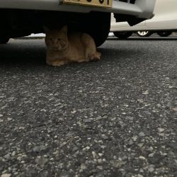 ショアジギング