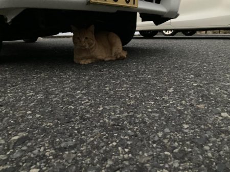 ショアジギング