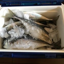 イカに磯にいったが?、あじアジ爆