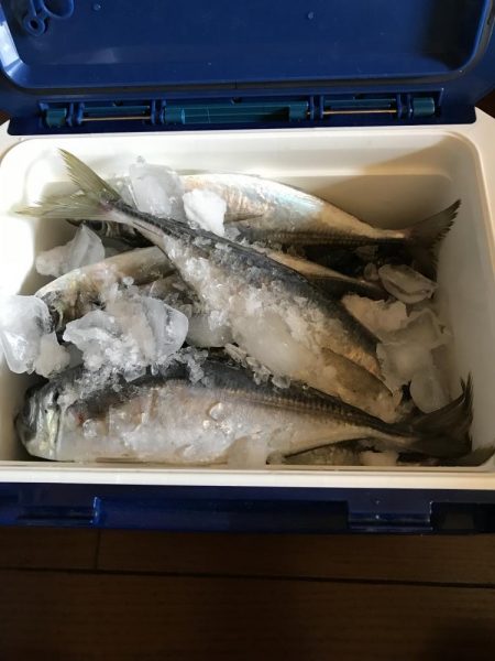 イカに磯にいったが?、あじアジ爆