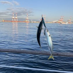 超鯖無限城。そしてアカエイ。。