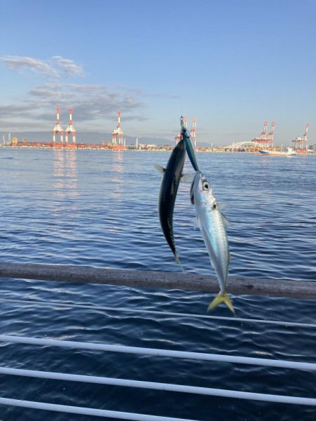 超鯖無限城。そしてアカエイ。。