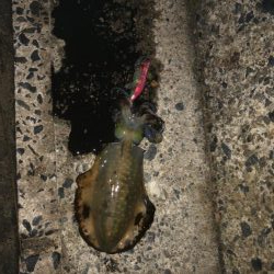 大潮のおかげ？