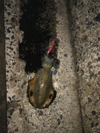 大潮のおかげ？