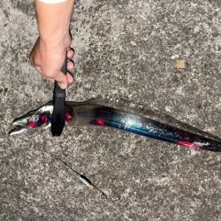 サバ祭り！タチウオもいるよ