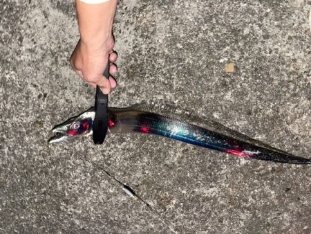 サバ祭り！タチウオもいるよ