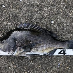 イチノ兄弟、釣果！