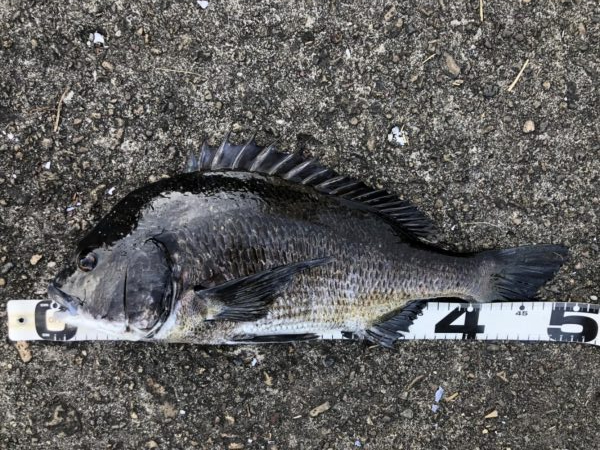 イチノ兄弟、釣果！