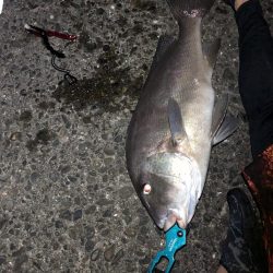 バラエティーな釣り