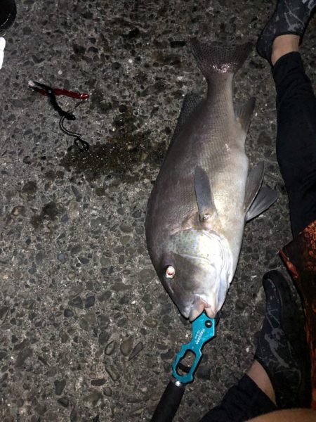 バラエティーな釣り