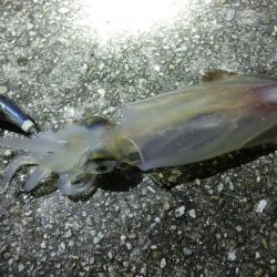 アオリ狙いが剣先に