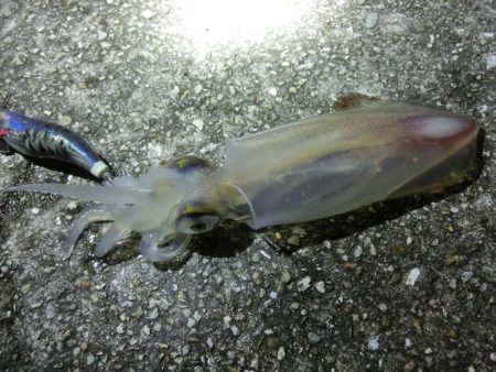 アオリ狙いが剣先に