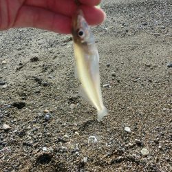 ゆったりとキス釣り