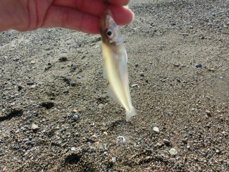 ゆったりとキス釣り