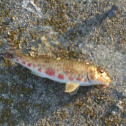 アオリイカ居ない